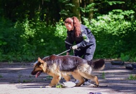 Соревнования по служебному многоборью кинологов начались в Минском районе Соревнования по служебному многоборью кинологов начались в Минском районе